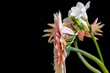 Koyu arkaplanda izole edilmiş güzel çiçeklerin yakın görüntüsü