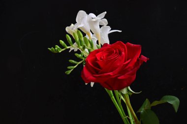 Koyu arkaplanda izole edilmiş güzel çiçeklerin yakın görüntüsü