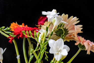 Siyah stüdyo arka planında izole edilmiş güzel çiçeklerin yakın görüntüsü