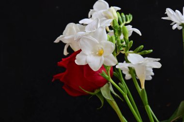 Siyah stüdyo arka planında izole edilmiş güzel çiçeklerin yakın görüntüsü