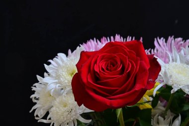 Siyah stüdyo arka planında izole edilmiş güzel çiçeklerin yakın görüntüsü