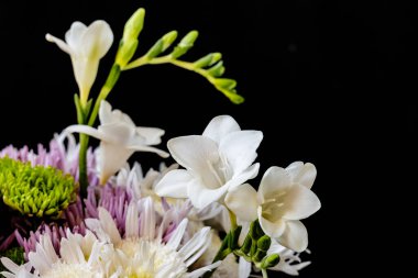 Siyah stüdyo arka planında izole edilmiş güzel çiçeklerin yakın görüntüsü