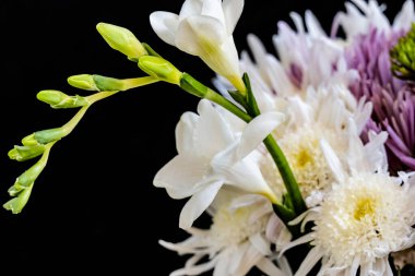 Siyah stüdyo arka planında izole edilmiş güzel çiçeklerin yakın görüntüsü