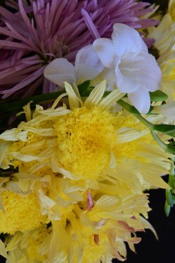 Siyah stüdyo arka planında izole edilmiş güzel çiçeklerin yakın görüntüsü