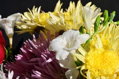 Siyah stüdyo arka planında izole edilmiş güzel çiçeklerin yakın görüntüsü