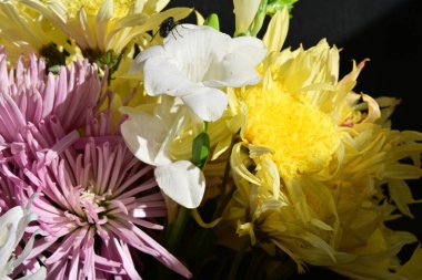 Siyah stüdyo arka planında izole edilmiş güzel çiçeklerin yakın görüntüsü