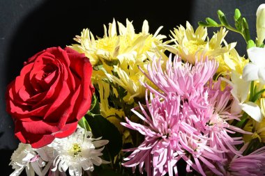 Siyah stüdyo arka planında izole edilmiş güzel çiçeklerin yakın görüntüsü