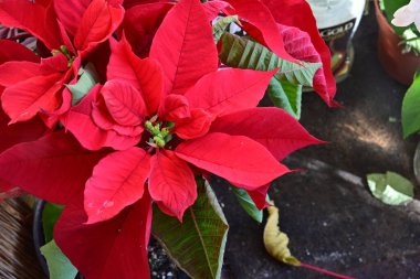 Siyah stüdyo arka planında izole edilmiş güzel çiçeklerin yakın görüntüsü