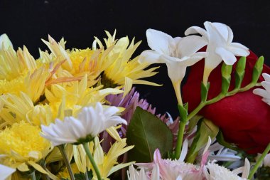 Siyah stüdyo arka planında izole edilmiş güzel çiçeklerin yakın görüntüsü