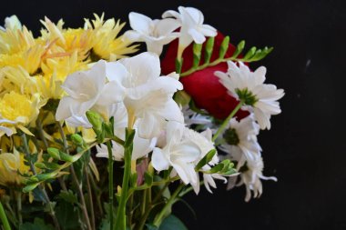 Siyah stüdyo arka planında izole edilmiş güzel çiçeklerin yakın görüntüsü