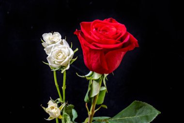 Karanlık bir arka planda güzel parlak çiçekler.