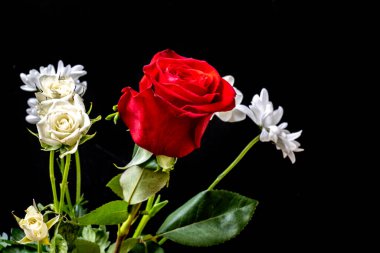 Karanlık bir arka planda güzel parlak çiçekler.