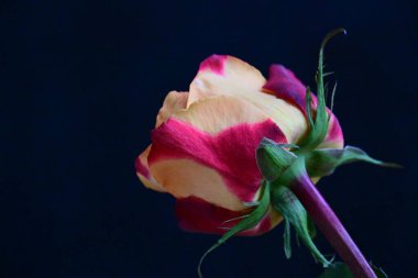 Siyah arkaplanda güzel kırmızı bir gül 