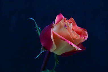 Siyah arkaplanda güzel kırmızı bir gül 