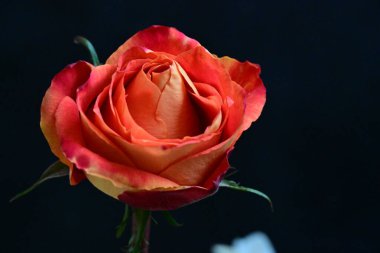 Siyah arkaplanda güzel kırmızı bir gül 