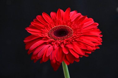 Siyah arka planda güzel Gerbera çiçeği 