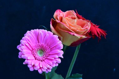 Güzel gül ve Gerbera çiçekleri siyah arkaplanda