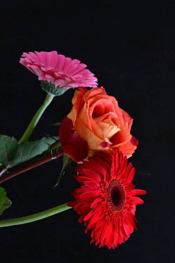 Güzel gül ve Gerbera çiçekleri siyah arkaplanda