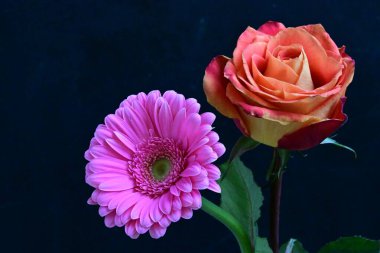 Güzel gül ve Gerbera çiçekleri siyah arkaplanda