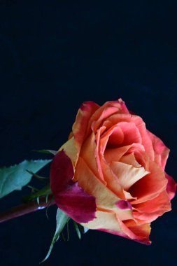 Siyah arkaplanda kırmızı gül  