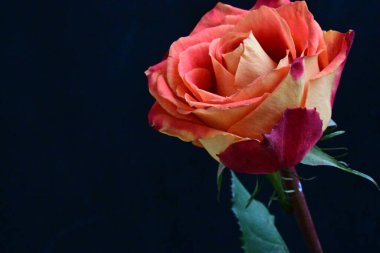 Siyah arkaplanda kırmızı gül  