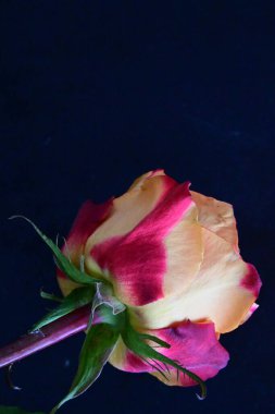 Siyah arkaplanda kırmızı gül  