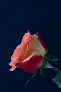 Siyah arkaplanda kırmızı gül  