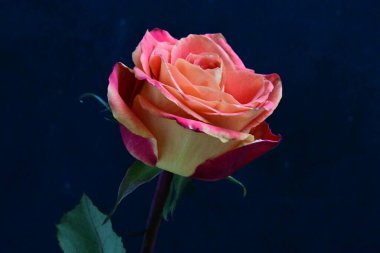 Siyah arkaplanda kırmızı gül  