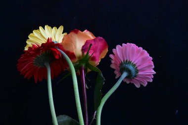 Güzel gül ve Gerbera çiçeklerini siyah arkaplanda kapat