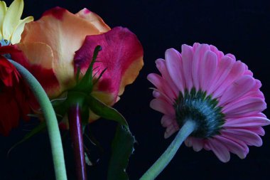 Güzel gül ve Gerbera çiçeklerini siyah arkaplanda kapat