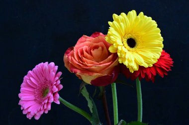 Güzel gül ve Gerbera çiçeklerini siyah arkaplanda kapat