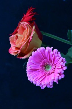 Güzel gül ve Gerbera çiçeklerini siyah arkaplanda kapat