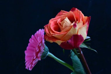 Güzel gül ve Gerbera çiçeklerini siyah arkaplanda kapat