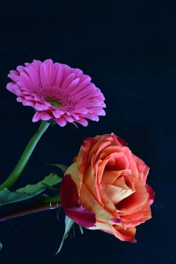 Güzel gül ve Gerbera çiçeklerini siyah arkaplanda kapat