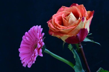 Güzel gül ve Gerbera çiçeklerini siyah arkaplanda kapat