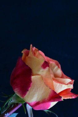 Siyah arkaplanda güzel kırmızı bir gül