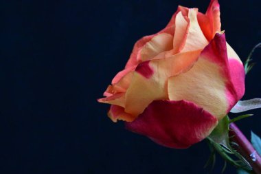 Siyah arkaplanda güzel kırmızı bir gül