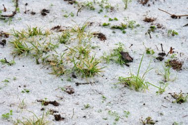 Parkta karla kaplı çimenler 