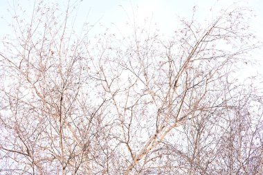 Karla kaplı ağaçlarla kaplı kış manzarası