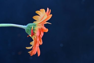 Gerbera çiçeği siyah arkaplanda. Yakın plan. 