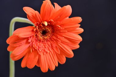 Gerbera çiçeği siyah arkaplanda. Yakın plan. 