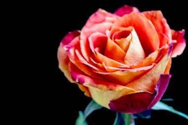 koyu arka plan üzerinde güzel gül 