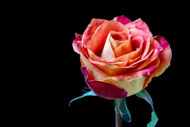 koyu arka plan üzerinde güzel gül 