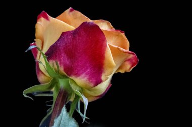 koyu arka plan üzerinde güzel gül 