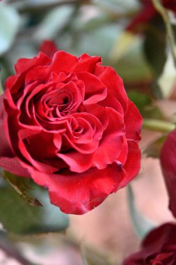 Bahçede kırmızı gül