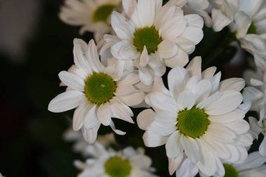 Karanlık bir arka planda güzel bir buket çiçek.