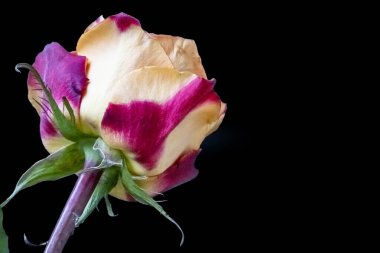 Siyah arkaplandaki güzel gül çiçeğini kapat.