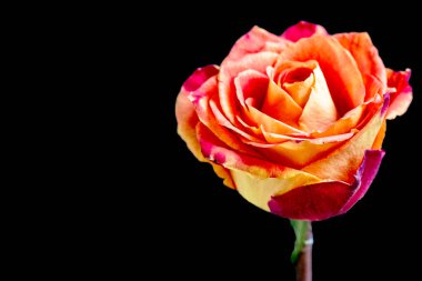 Siyah arkaplandaki güzel gül çiçeğini kapat.