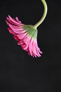 Koyu arkaplanda güzel Gerbera çiçeği yakın plan