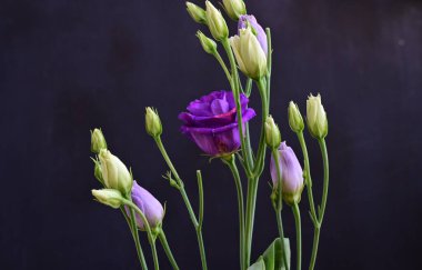 Koyu arkaplanda güzel Eustoma çiçekleri